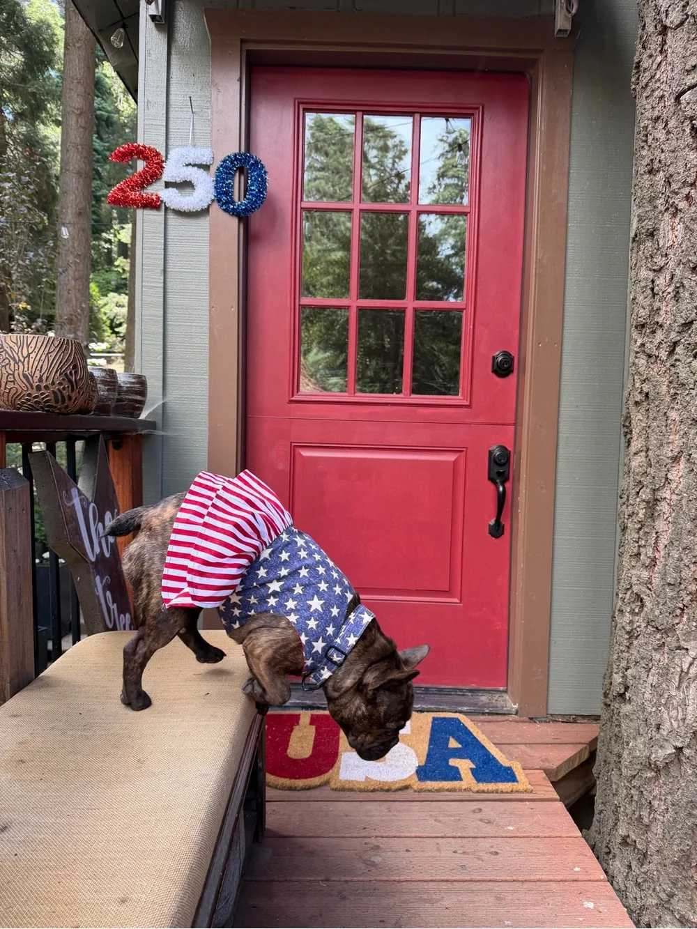 American Flag Pet Dress